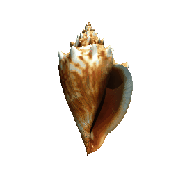 Florida Fighting Conch